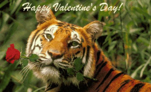 You're My Funny Valentine,Tiger