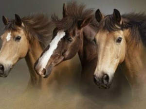 beautiful wild horses desktop wallpaper download beautiful wild horses ...