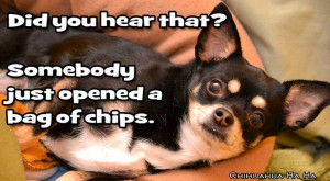 Heard bag of chips open Chihuahua quote via www.Facebook.com ...
