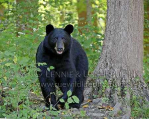 Black bear in forest hunting for food