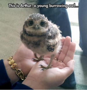 Funniest Memes – [This Is Arthur, A Young Burrowing Owl..]