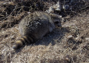 Multi Trap Coon