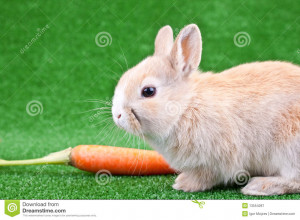 Rabbit Eating Carrot Bunny...