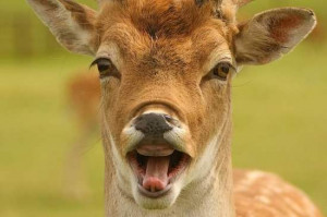 ... funny_animals/funny_animals/deer/funny_deer_picture_3.jpg[/img][/url