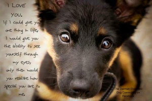 german shepherd puppies