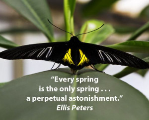 Every spring is the only spring . . . a perpetual astonishment ...