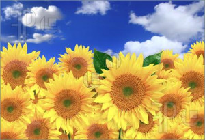 Happy-Sunflowers-Field-Sunny-Day-1077345.jpg#sunny%20happy%20day ...