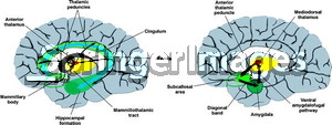 Papez circuit and basolateral limbic circuit The basolateral thalamic