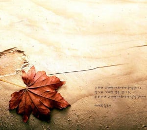 Maple,beach,Quotes,Thinking,leaf