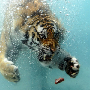 1024x1024 Wallpaper tiger, underwater, hunting, teeth, aggression ...
