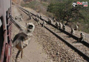 Funny Monkeys Train Travel