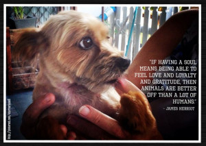 ... animals are better off than a lot of humans.” ~ James Herriot #Quote