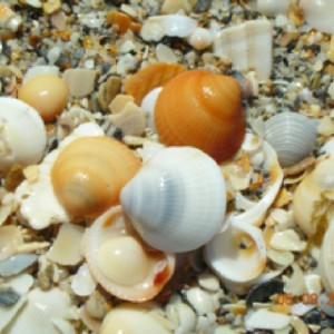 Found on Uploaded by user