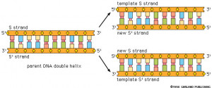 DNA Replication Process Steps