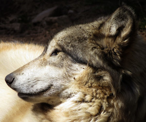 breed them gray wolf love the gray wolf inhabits a gray wolf love