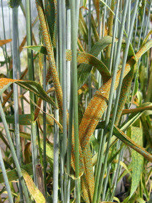 early blight tomato e10