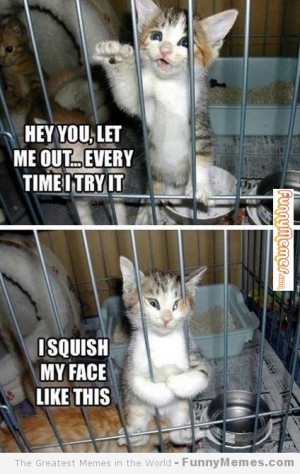Hey You Let Me Out Cat Meme
