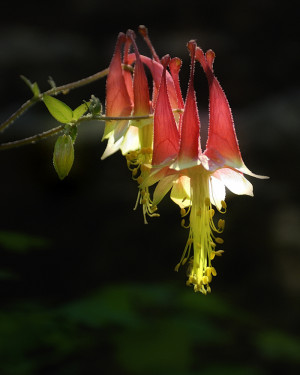 This beautiful Wild Columbine was growing all over the large boulders