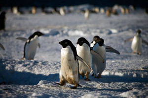 Seaman Penguins Life...