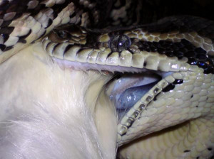 Please post the fangs of your snake pic here!
