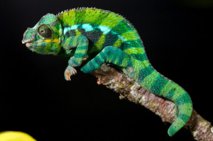 Beautiful and colorful Panther chameleon pictures
