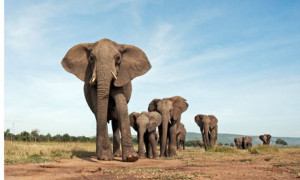 Elephants in the Masai Maara reserve in Kenya. Photograph: Anup Shah ...