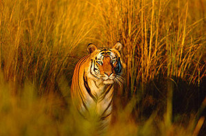 you don't. What would happen if tigers became extinct? Bengal tiger ...