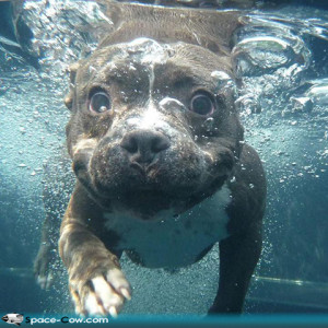 Funny pitbull underwater