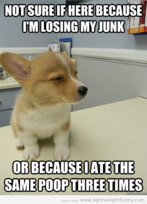 corgi pictures with funny sayings