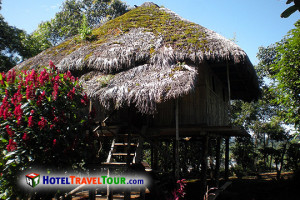 Search Results for: Ecuador Amazon Rainforest