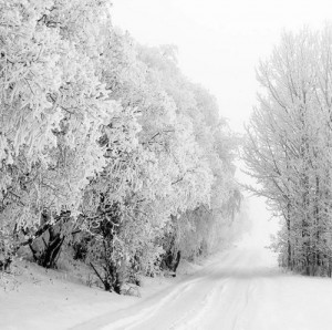 road, snow, trees, winter