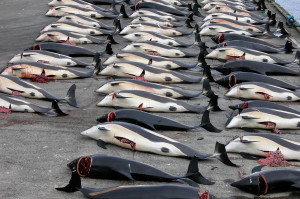 Japan has caught 30 minke whales in its first hunt since the ...
