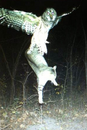 Pictured: The astonishing moment an owl snatched up a full-grown cat ...