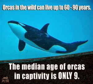 PETA Sues SeaWorld for Violating Orcas' Constitutional Rights