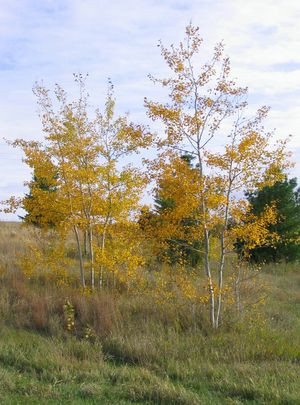 Prairie Gold Aspen Tree