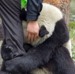 ... vista i love you my panda art print i love you my panda art print art