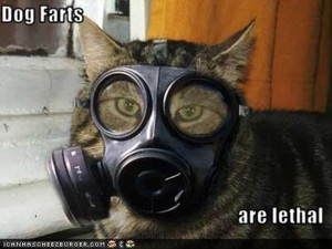 dog farts are lethal