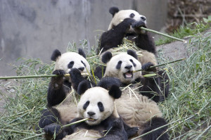 Giant Panda Information and Images