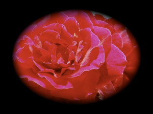 File Name : flowervignette.jpg Resolution : 640 x 482 pixel Image Type ...