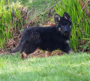 Long Coat German Shepherd Puppies