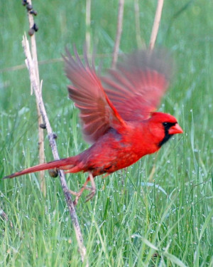 cardinal bird flying - Google Search