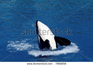 Orca Whale Jumping Out The