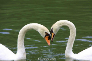 Swans on Swan Lake