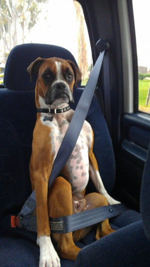 Boxer Dog-FUNNY,SHARP,ALERT,PLAYFUL,LOVABLE,WATCH DOG,THEIR LOOKS MAKE ...