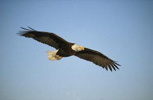 Eagle Bald Eagles American...