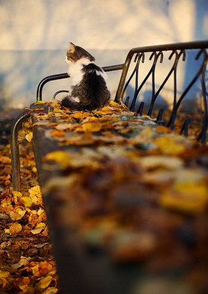 Autumn Cat!