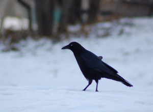 Black Crow in Snow