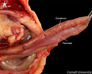 real human pancreas