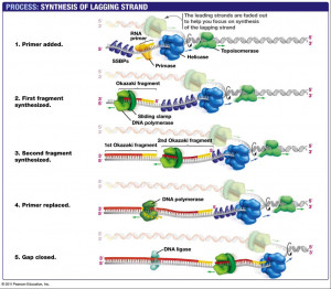 Chapter 14: DNA Replication