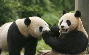AUSTRALIA'S first giant pandas are enjoying their new Adelaide Zoo ...